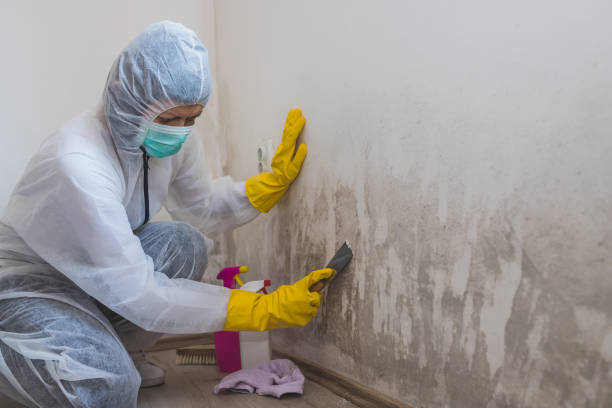 Best Emergency Mold Remediation  in Saratoga, WY